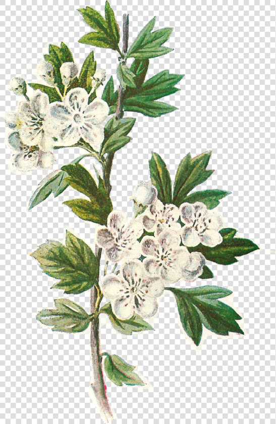 Daisy Flower Png   Hawthorn Flower Illustration  Transparent PngTransparent PNG