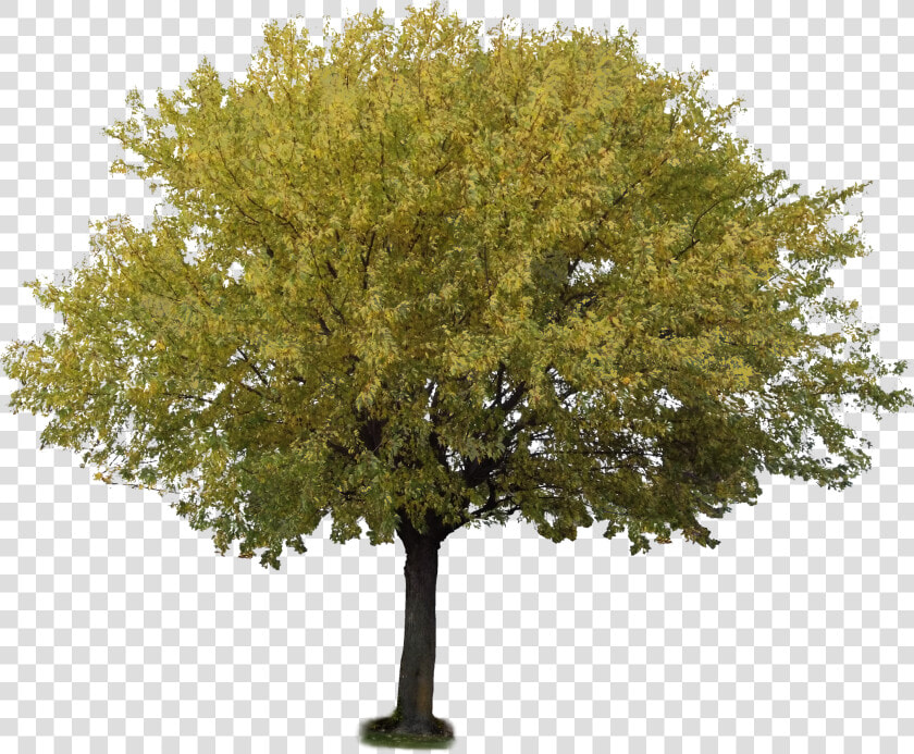 Transparent Aspen Tree Png   Olive Trees Transparent Background  Png DownloadTransparent PNG