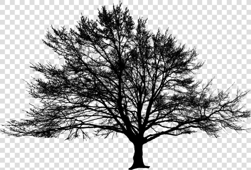 American Larch white Pine plant   Oak  HD Png DownloadTransparent PNG