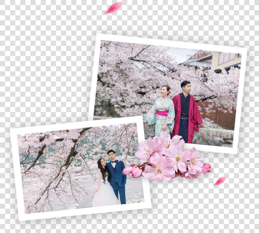 Best Cherry Blossoms Spots In Japan   Cherry Blossom  HD Png DownloadTransparent PNG