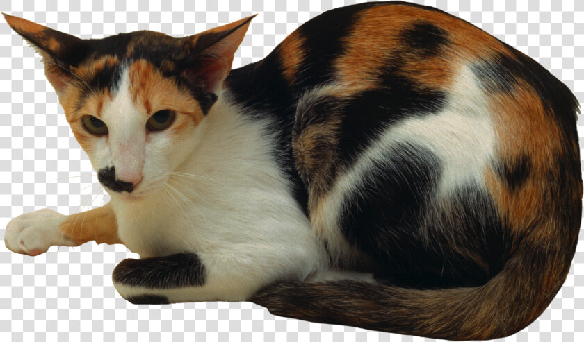 Cat Png   Domestic Short haired Cat  Transparent PngTransparent PNG