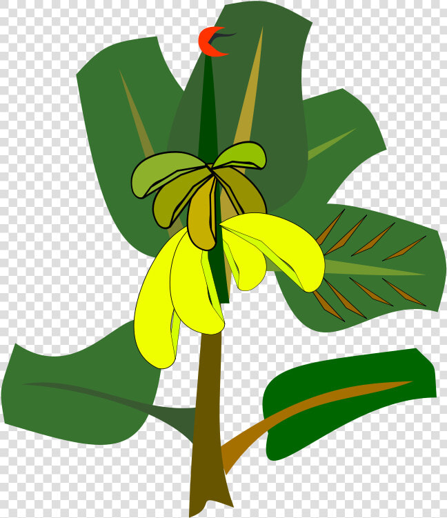 Plant flora leaf   Banana Tree Cartoon Transpatent  HD Png DownloadTransparent PNG