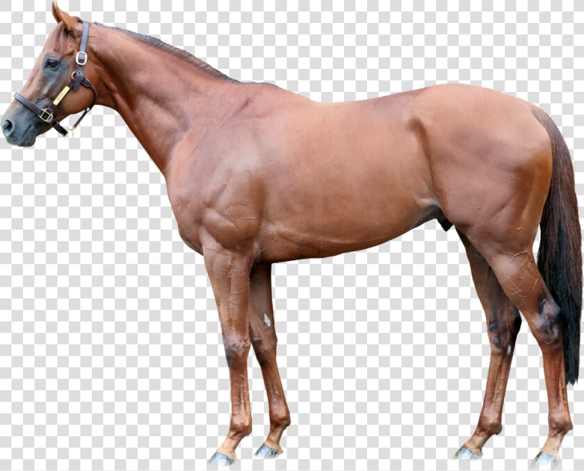 Lspear Foreground   Teofilo Stallion  HD Png DownloadTransparent PNG