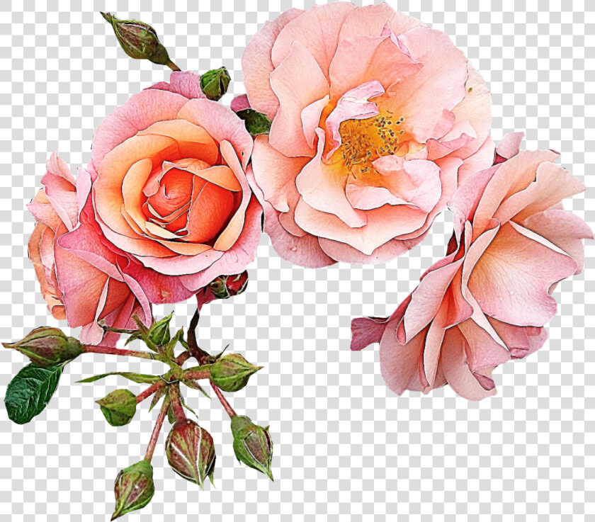 Garden Roses Flower Pink Clip Art   Rose Gold Flowers Clip Art  HD Png DownloadTransparent PNG