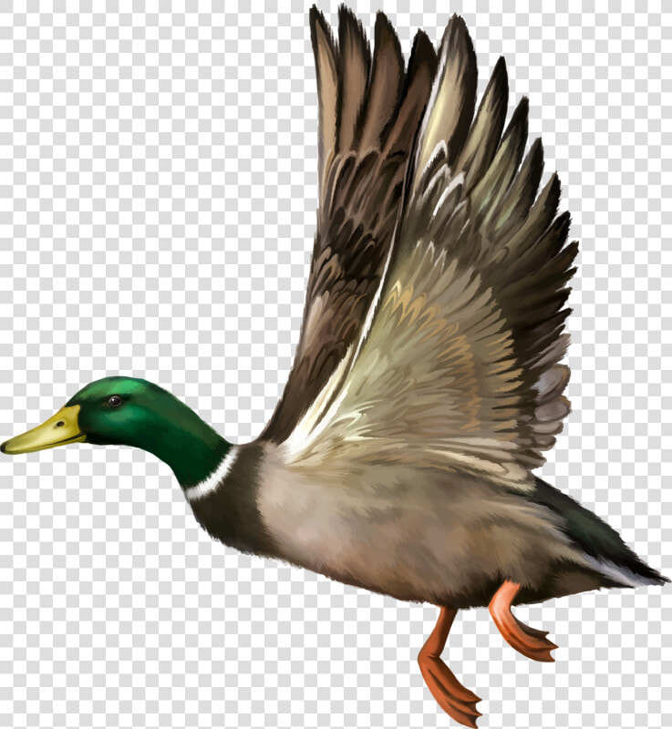 Mallard Drawing Wing   Duck Flying Vector  HD Png DownloadTransparent PNG