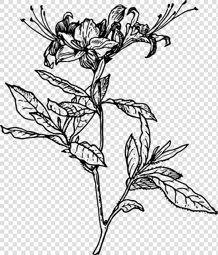 Azalea Drawing  HD Png DownloadTransparent PNG