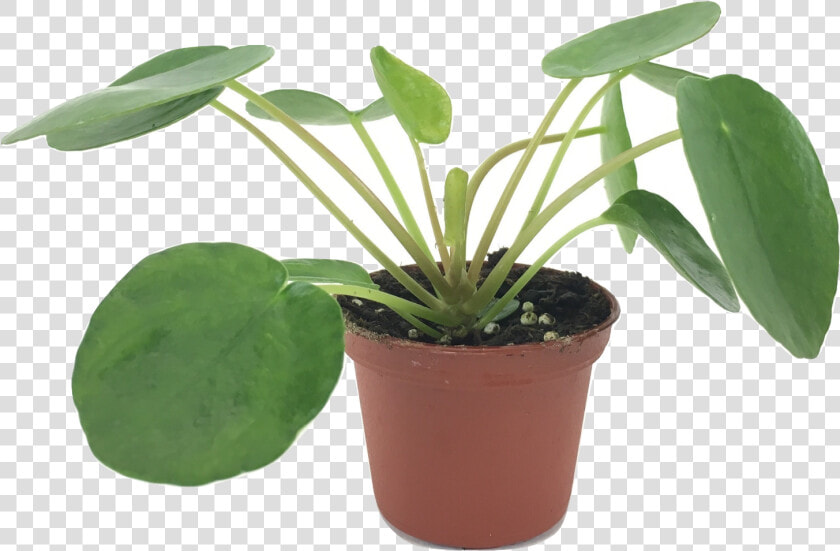 Set Of 2 Pilea Peperomioides Plants   ต้น Chinese Money Plant  HD Png DownloadTransparent PNG