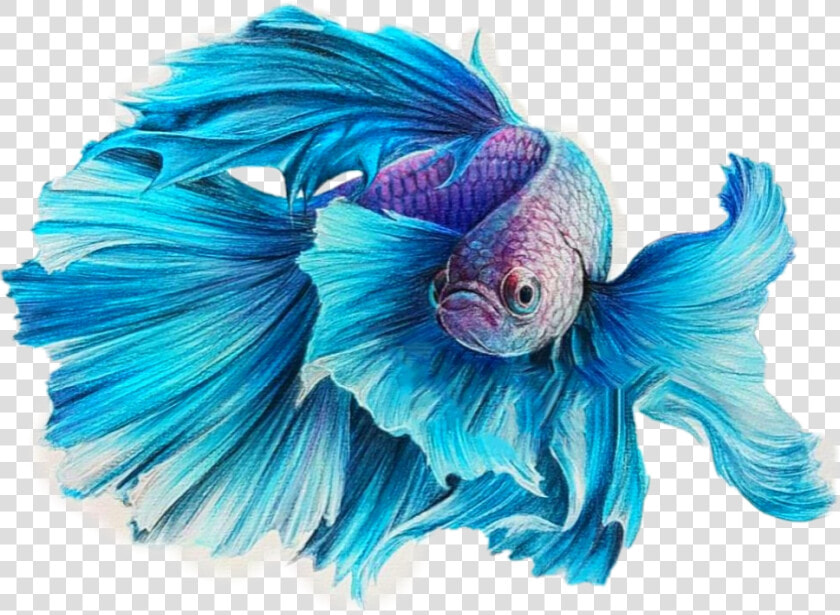 Transparent Betta Fish Clipart   Fish Drawing Color Pencil  HD Png DownloadTransparent PNG