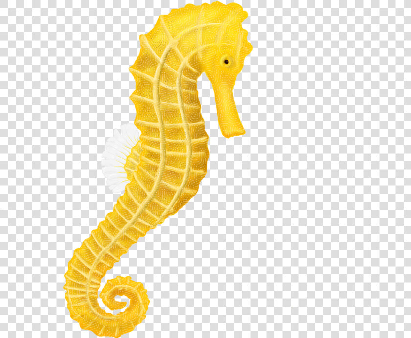 Fishing Pole Png  download Seahorse Png Hq Png Image   Transparent Background Seahorse Clipart  Png DownloadTransparent PNG