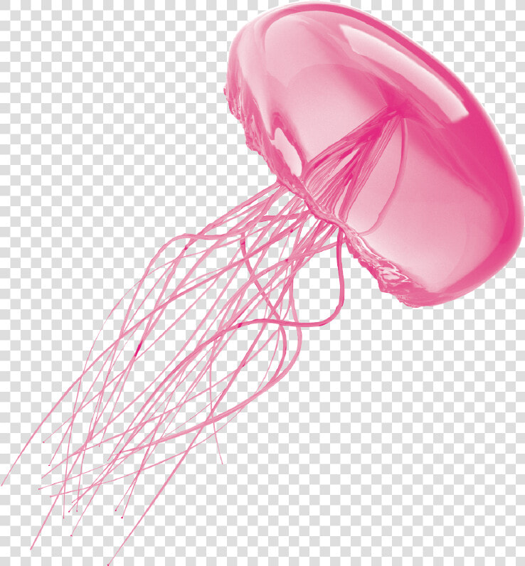 Jellyfish Transparent Background   Transparent Background Jellyfish Transparent  HD Png DownloadTransparent PNG