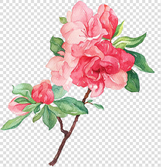 Garden Roses Flower Illustration   Flowers Blooming Png  Transparent PngTransparent PNG