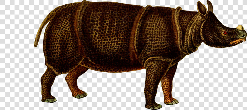 Snout wildlife indian Rhinoceros   Rhinoceros  HD Png DownloadTransparent PNG