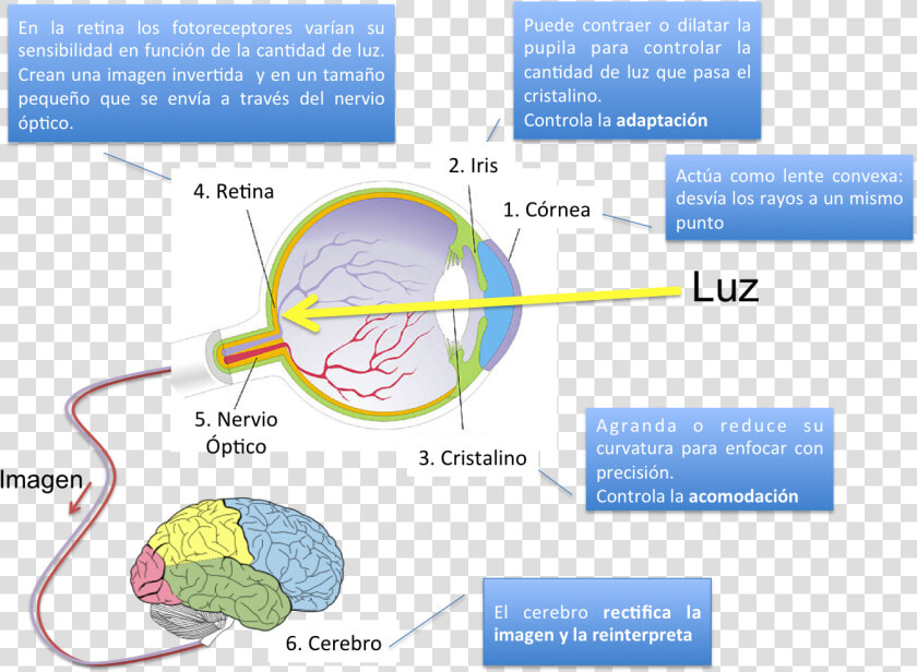 Transparent Rayos De Luz Png   Proceso De La Vision  Png DownloadTransparent PNG