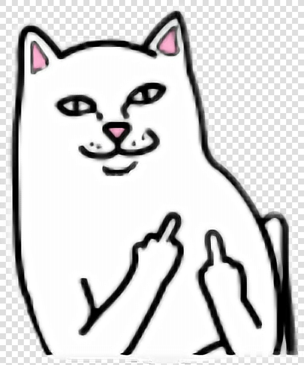  fuckyou  idiot  cat  miau      Cat Fuck You Png  Transparent PngTransparent PNG