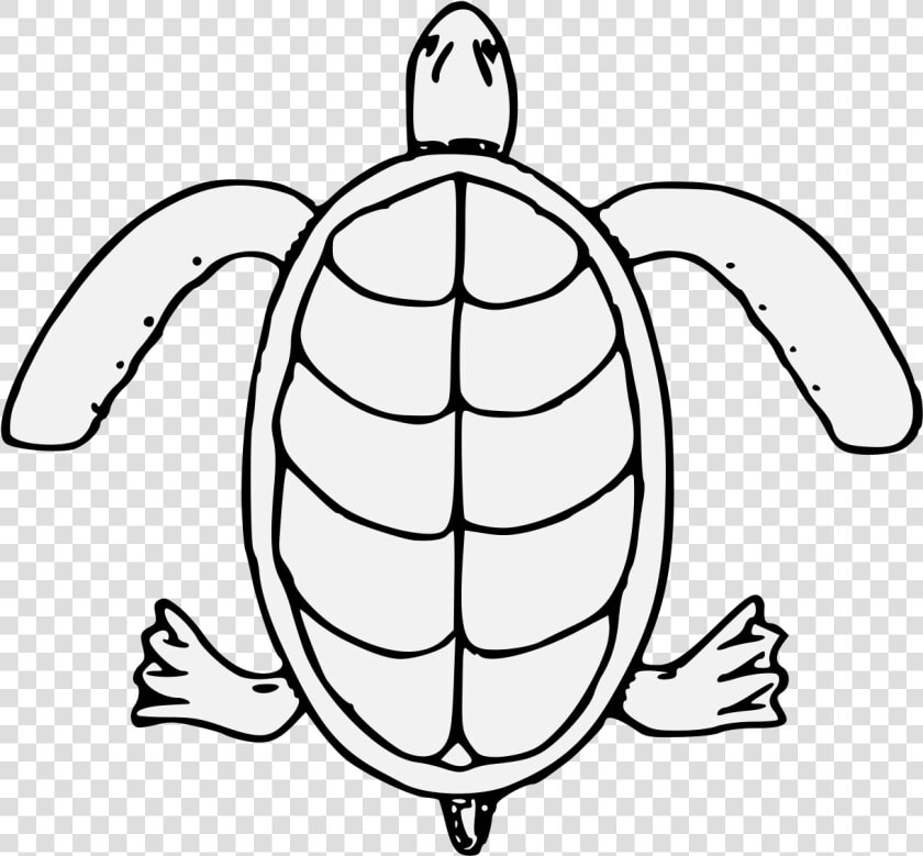 Sea Turtle   Png Download   Kemp  39 s Ridley Sea Turtle  Transparent PngTransparent PNG