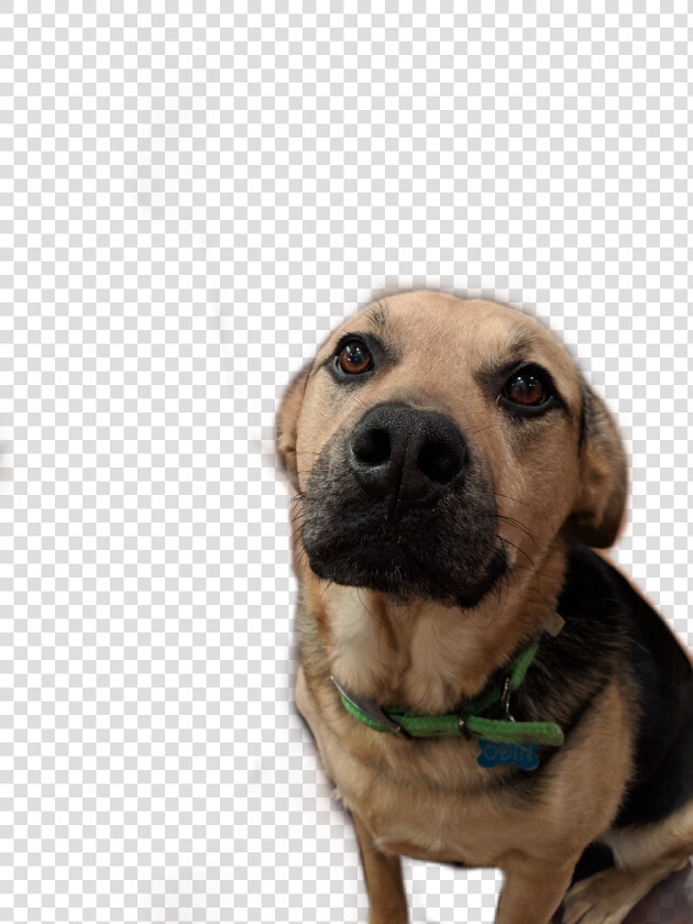  odie   Labrador Retriever  HD Png DownloadTransparent PNG