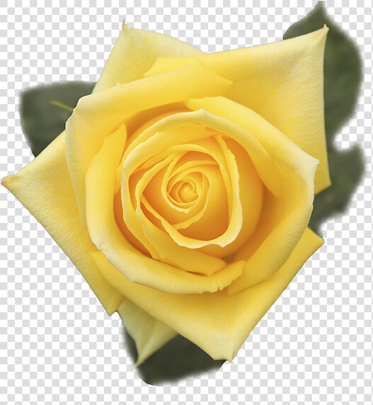 Floribunda  HD Png DownloadTransparent PNG