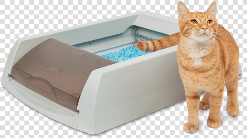 Scoopfree Cat   Tabby Cat  HD Png DownloadTransparent PNG