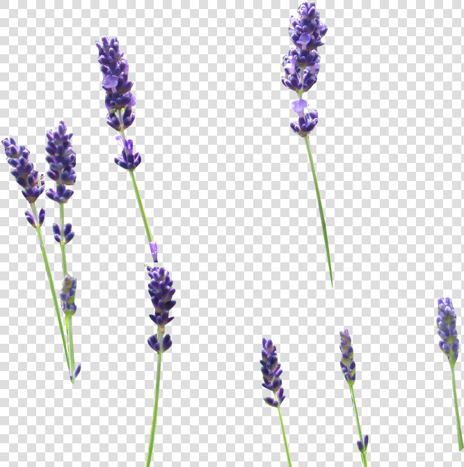 Transparent Lavender Sprig Clipart  HD Png DownloadTransparent PNG