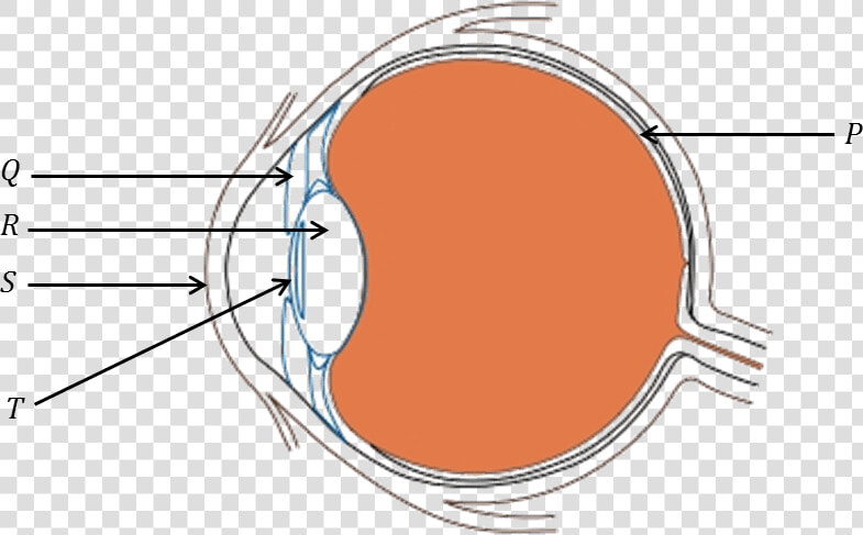 Diagram Of Human Eye   Science Questions About Eye  HD Png DownloadTransparent PNG