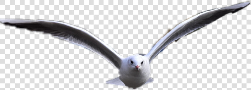 Bird Freetoedit   European Herring Gull  HD Png DownloadTransparent PNG