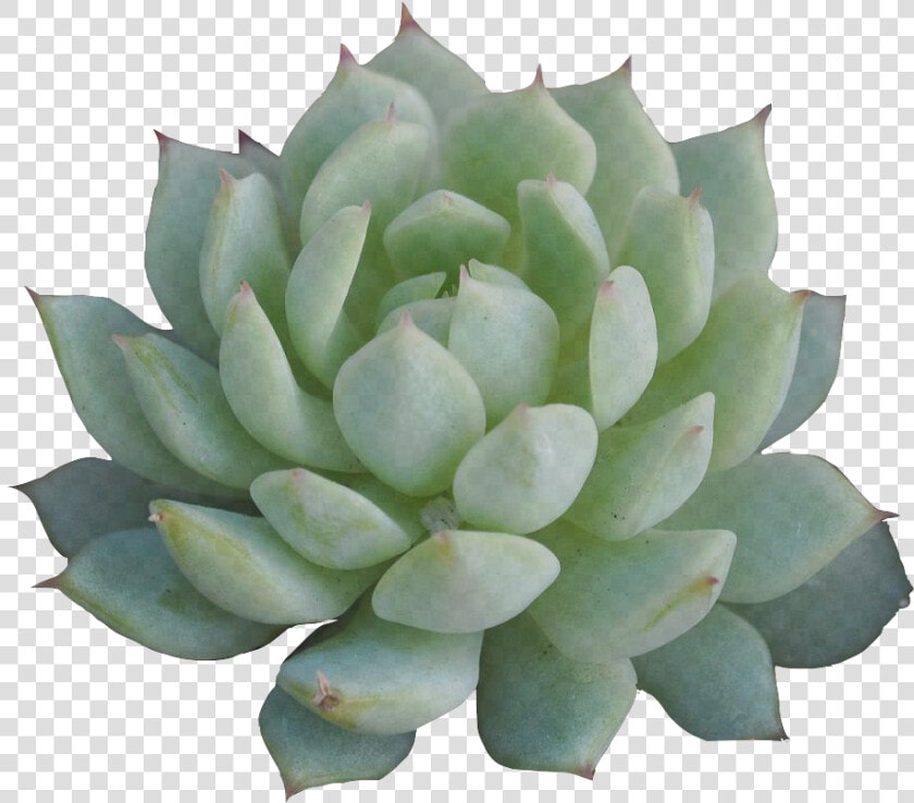 Little Transparent Succulent For Ya Blog   Succulent Png  Png DownloadTransparent PNG