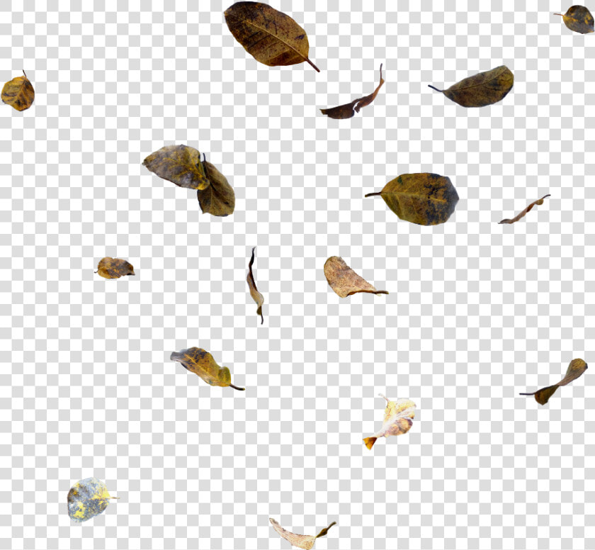  ftestickers  leaves  falling  fallingleaves  fall   Moths And Butterflies  HD Png DownloadTransparent PNG