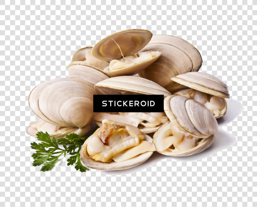 Clams Animals Clam   Clams Png  Transparent PngTransparent PNG