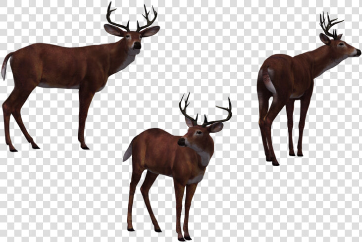 Deer Buck 03 By Free Stock   Deer Hunter Png  Transparent PngTransparent PNG