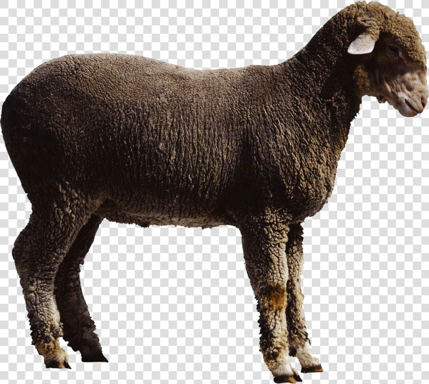 Sheep Goat Cattle   Oveja Y Cabra Png  Transparent PngTransparent PNG