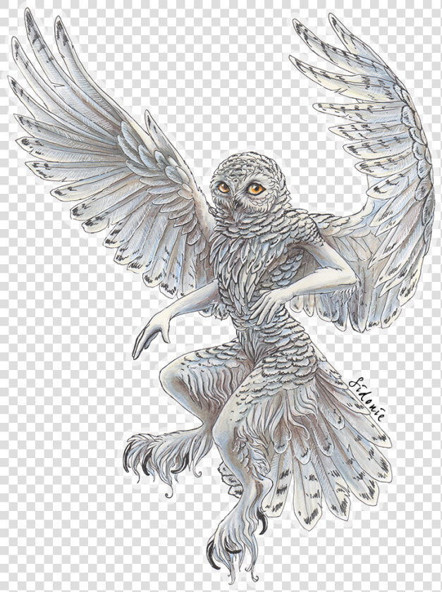 Barn Owl Drawings Flying  HD Png DownloadTransparent PNG