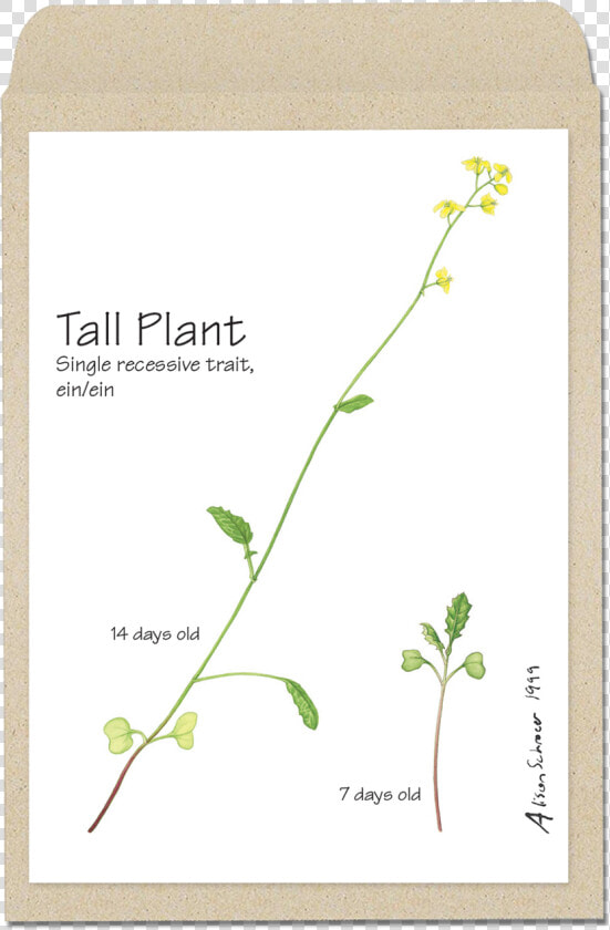 Brassica Rapa Fast Plants  HD Png DownloadTransparent PNG