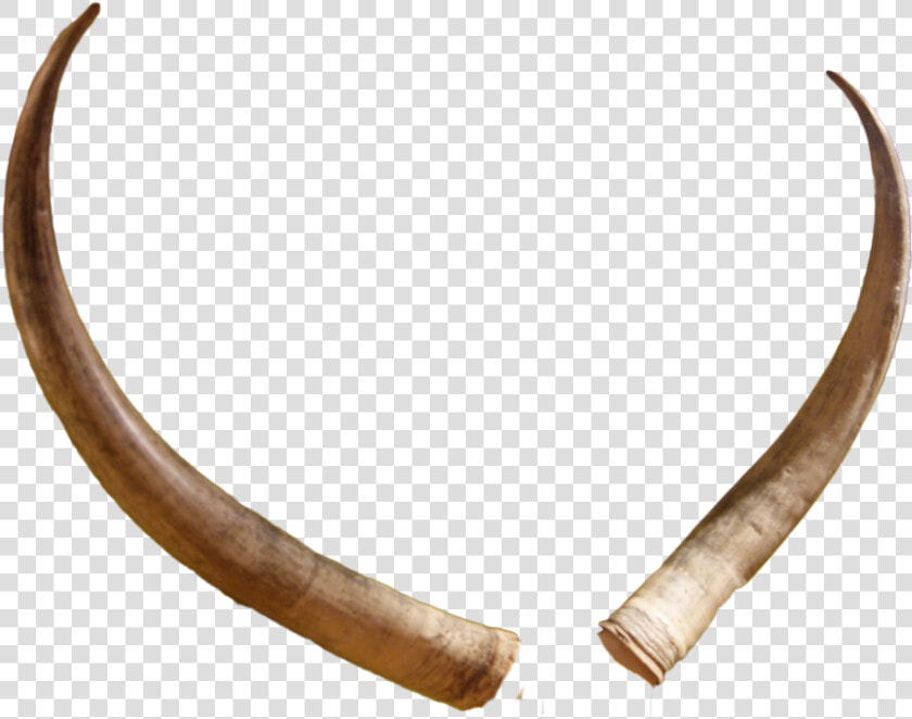 Reindeer Antler Portable Network Graphics Clip Art   Animal Horn Transparent Background  HD Png DownloadTransparent PNG