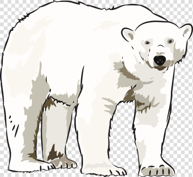 Art Polar Bear Kid Transparent Image Clipart   Clip Art Polar Bear  HD Png DownloadTransparent PNG