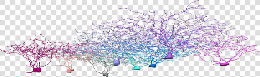 2i  Neurons  Neuroscience  Eyewire   Drawing  HD Png DownloadTransparent PNG