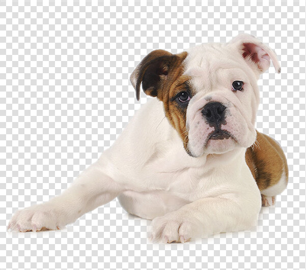 Tout Savoir Sur Les Chiens  HD Png DownloadTransparent PNG