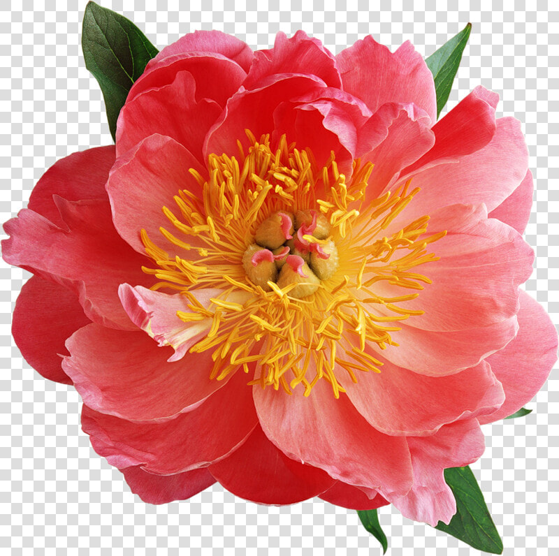 Blumen Rose Peony Old Rose Tattoo Rose Tattoos  HD Png DownloadTransparent PNG