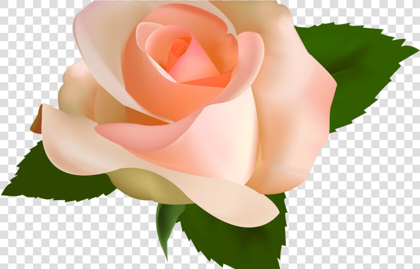 Peach Rose Clipart Image Royalty Free Download Peach   Peach Color Rose Png  Transparent PngTransparent PNG