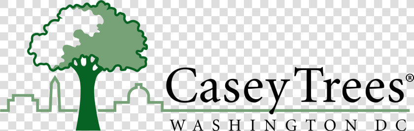 Casey Trees  HD Png DownloadTransparent PNG