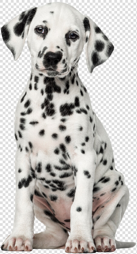 Dalmatian Dog Png Clip Art   Dog Png Puppy Dalmatian  Transparent PngTransparent PNG