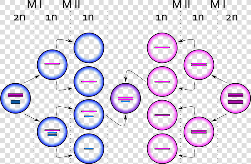 Xxy Syndrome M   Sindrome De Klinefelter Meiosis  HD Png DownloadTransparent PNG