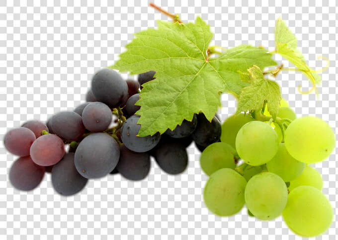 Transparent Clipart Image Grapes Png Black And Green   Grapes Bunch Transparent  Png DownloadTransparent PNG