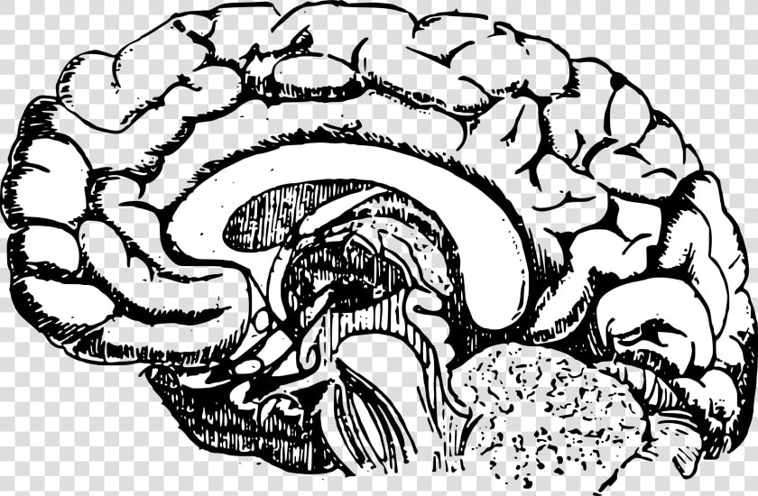 Brain Diagram Vector Clipart Image Free Stock Photo   Brain Diagram Png  Transparent PngTransparent PNG