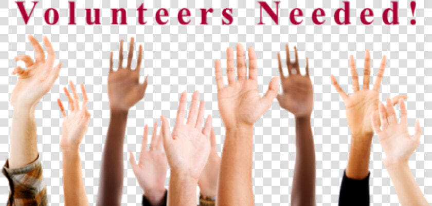 Volunteers To Represent A   Questions Student  HD Png DownloadTransparent PNG