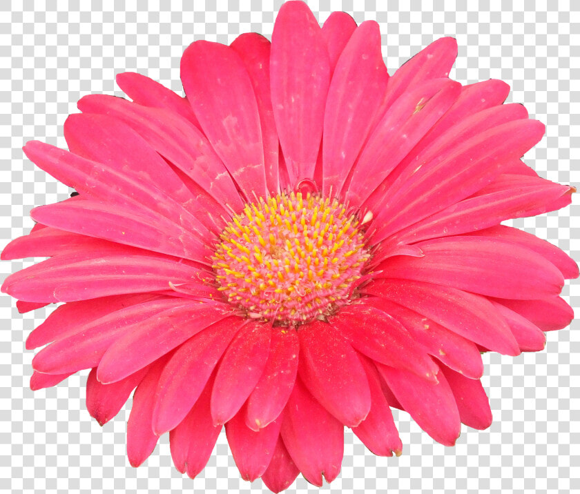 Clipart Of Aster Flower  HD Png DownloadTransparent PNG