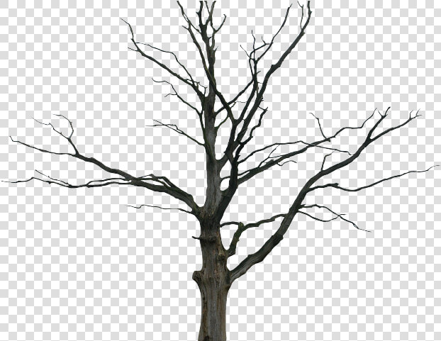 Cartoon Dead Trees   Dead Tree Png  Transparent PngTransparent PNG