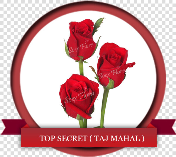 Transparent Taj Mahal Png   Rose And Taj Mahal  Png DownloadTransparent PNG