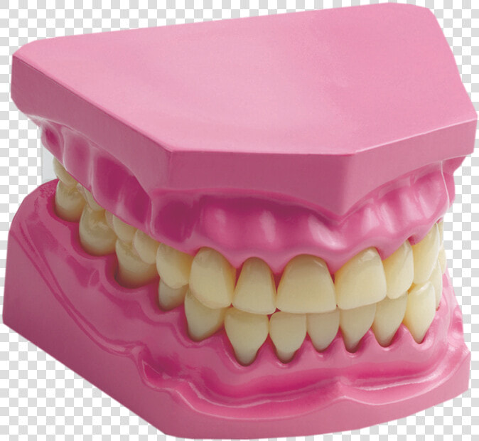 Transparent Human Teeth Png   Science Edu Toys Giant Dental Care Model  Png DownloadTransparent PNG