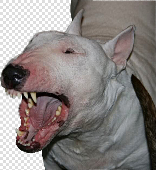  angry  bullterrier  breed  dog  pet  animal  mansbestfriend  HD Png DownloadTransparent PNG