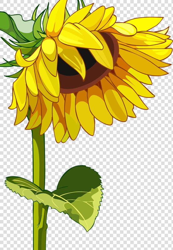 Drawn Mason Jar Sunflower Png   Sunflower Vector  Transparent PngTransparent PNG